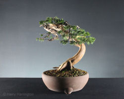 juniper bonsai